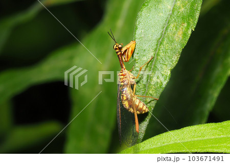ヒメカマキリモドキ ヒメカマキリモドキ 103671491