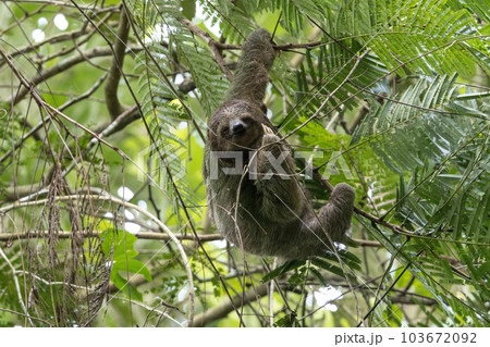 コスタリカの熱帯雨林で撮影したナマケモノ 103672092