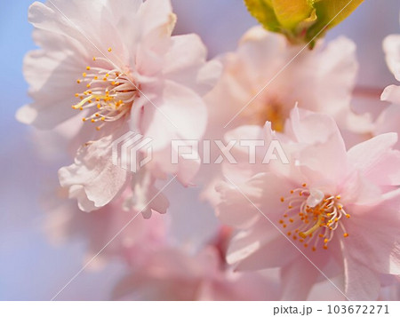 サクラ、植物、落葉樹、広葉樹、バラ科、スモモ属、春、ソメイヨシノ、開花、花見、水無瀬川、豊田市、園芸 サクラ、植物、落葉樹、広葉樹、バラ科、スモモ属、春、ソメイヨシノ、開花、花見、水無瀬川、豊田市、園芸 103672271