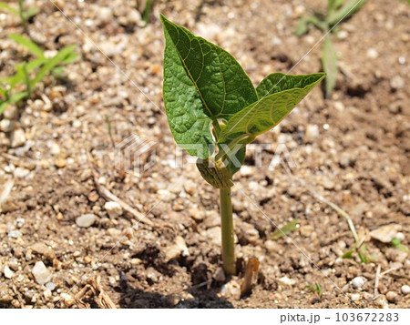 発芽したばかりの畑のインゲン豆 103672283