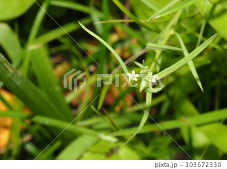 カナビキソウの花 カナビキソウの花 103672330