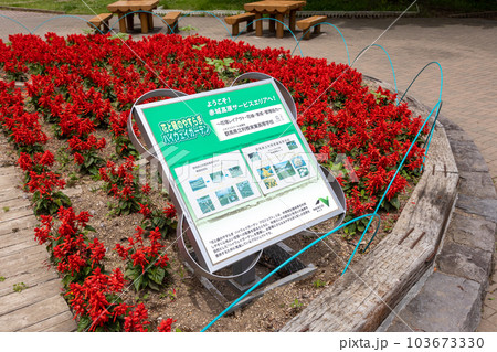 赤城高原サービスエリアの花壇 103673330