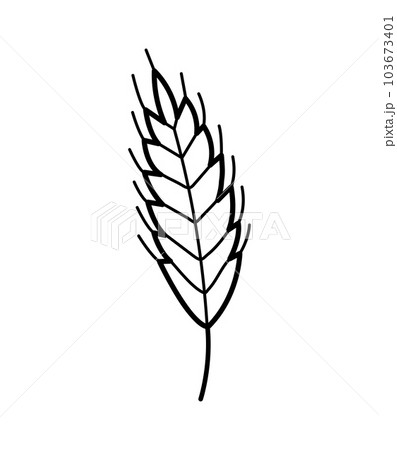 how to draw wheat crops - YouTube
