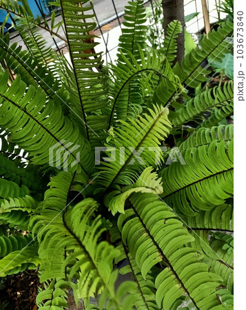 Close up of fishbone fern plant Close up of fishbone fern plant 103673840