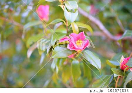 ツバキの花 103673858