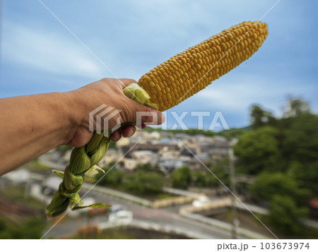 夏休みに茹でたてのトウモロコシを食べる 103673974