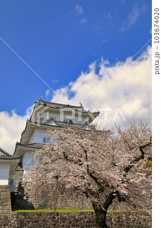 小田原城の桜 ( 神奈川県 小田原市 ) 103674020