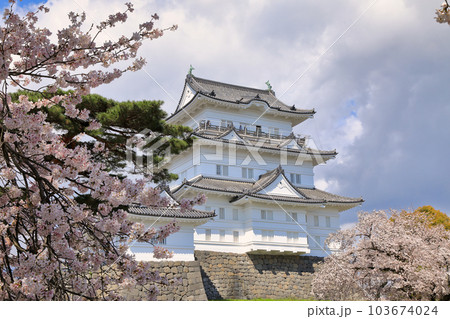 小田原城の桜 ( 神奈川県 小田原市 ) 103674024