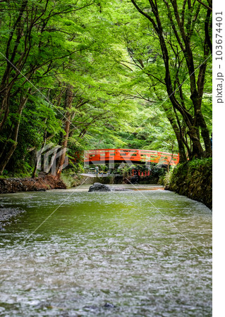 静岡　小國神社　古代の森　赤い橋 103674401