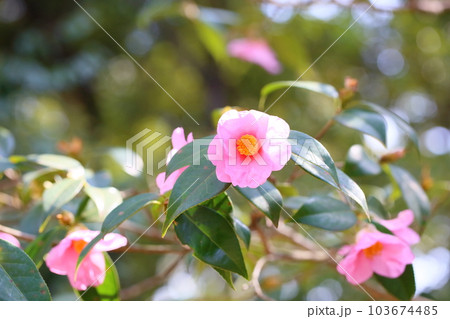ツバキの花 有楽 ツバキの花 有楽 103674485