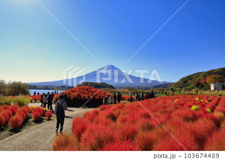 秋の河口湖の大石公園のコキア ( 2022年11月 富士河口湖町 ) 秋の河口湖の大石公園のコキア ( 2022年11月 富士河口湖町 ) 103674489