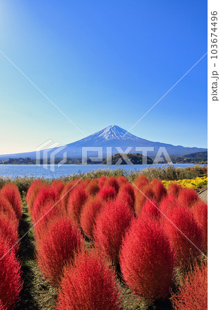 秋の河口湖の大石公園のコキア ( 2022年11月 富士河口湖町 ) 103674496