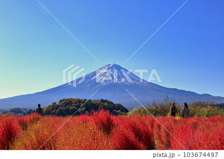 秋の河口湖の大石公園のコキア ( 2022年11月 富士河口湖町 ) 103674497