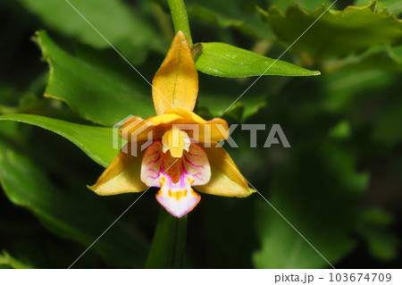 カキランの花 103674709