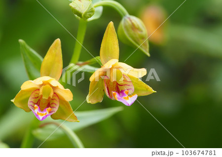 カキランの花 カキランの花 103674781