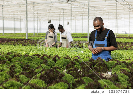 Farm worker happy to see the non GMO vegetable plantation crop yields organically growing in fresh and healthy way without using herbicides. Eco friendly bio agricultural greenhouse farm 103674788