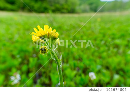 湿原の花びら 湿原の花びら 103674805