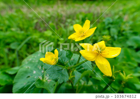 リュウキンカの花びら 103674812