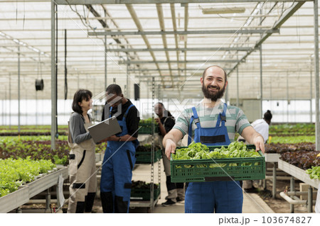 Busy group of farmers in modern entrepreneurial bio agricultural greenhouse used for growing natural healthy eco vegetables. Regenerative agriculture using pesticide free soil fertilizer 103674827