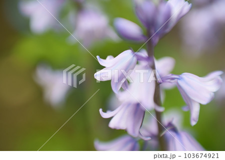 ソバナの花びら 103674921