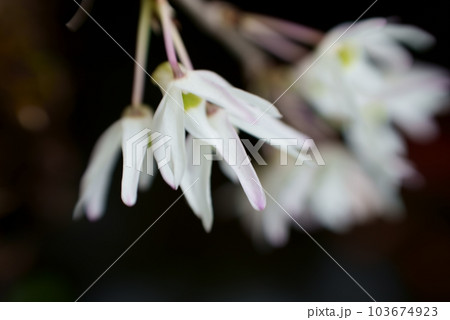 花開く可愛い白蘭の花 103674923