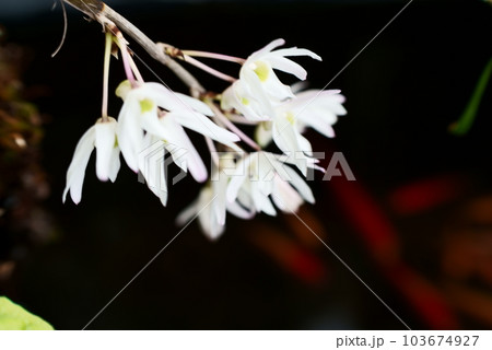 白色の美しい蘭の花 103674927