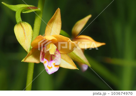 カキランの花 カキランの花 103674970