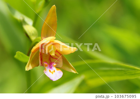 カキランの花 103675095