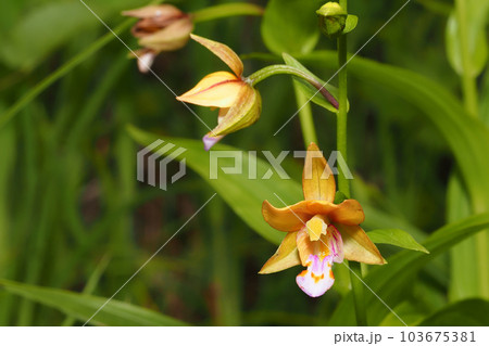 カキランの花 カキランの花 103675381
