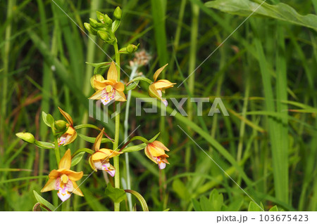 カキランの花 103675423