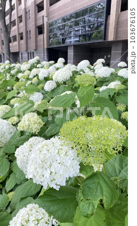 京都 御池通の紫陽花 アジサイ 京都 御池通の紫陽花 アジサイ 103676105