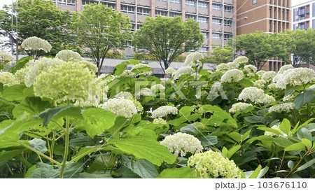 京都 御池通の紫陽花 アジサイ 京都 御池通の紫陽花 アジサイ 103676110