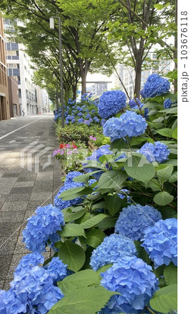 京都 御池通の紫陽花 アジサイ 京都 御池通の紫陽花 アジサイ 103676118