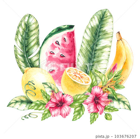 Tropical fruits watercolor composition on white 103676207