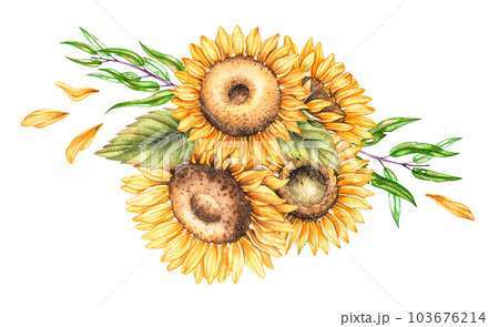 Watercolor sunflower bouquet isolated on white 103676214