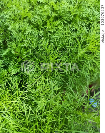 Dogfennel plant green leaves texture background  103676237