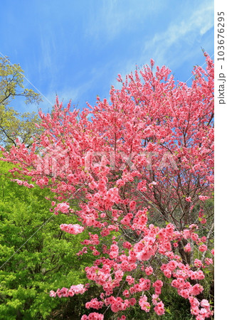 関山桜 関山桜 103676295