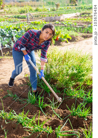 Woman gardener hoeing soil in onion rows in vegetable bed 103676484