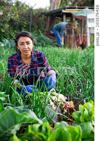 Smiling latin american woman harvesting scallions in her smallholding 103676488