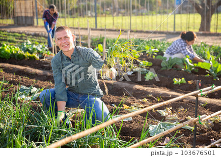 Successful male gardener with green onion on field 103676501