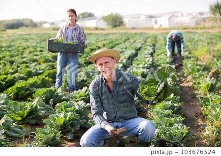 Successful horticulturist with savoy cabbage on farm plantation 103676524