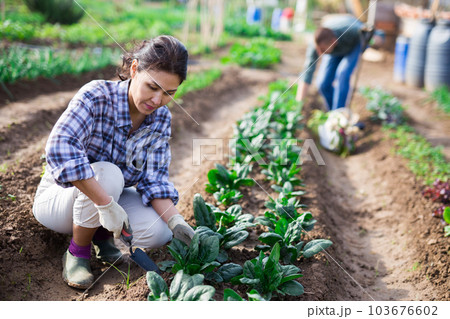 Asian woman gathering crop of leafy vegetables in garden beds 103676602