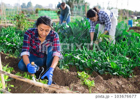 Latina woman caring for plants in garden with another worker Latina woman caring for plants in garden with another worker 103676677