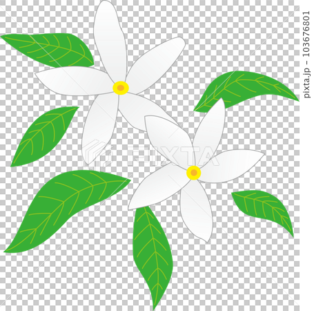 ジャスミンの花と葉のイラスト 103676801
