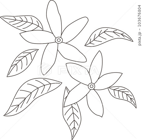 ジャスミンの花と葉のイラスト(白黒、モノクロ) ジャスミンの花と葉のイラスト(白黒、モノクロ) 103676804