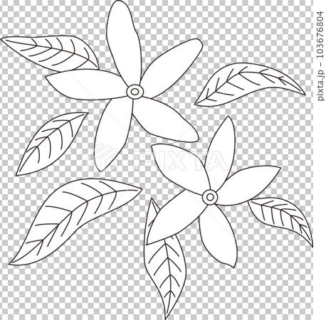 ジャスミンの花と葉のイラスト(白黒、モノクロ) ジャスミンの花と葉のイラスト(白黒、モノクロ) 103676804
