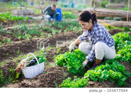 Woman harvesting in her garden Woman harvesting in her garden 103677084