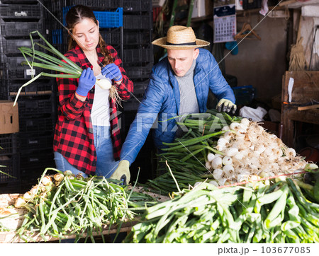 Couple of farmers peeling and sorting freshly harvested green onions 103677085