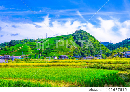 宇治茶の里 釜塚の茶畑 宇治茶の里 釜塚の茶畑 103677616