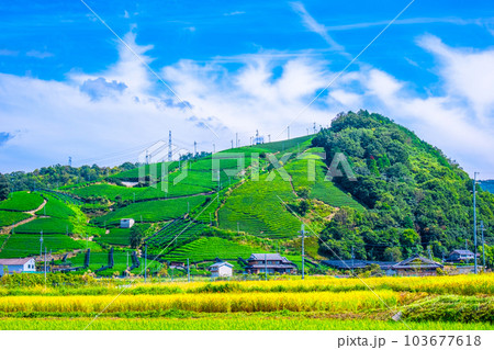 宇治茶の里 釜塚の茶畑 103677618